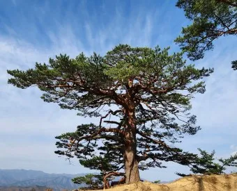 걷기좋은 명품 숲길 30선 숨겨진 코스_8