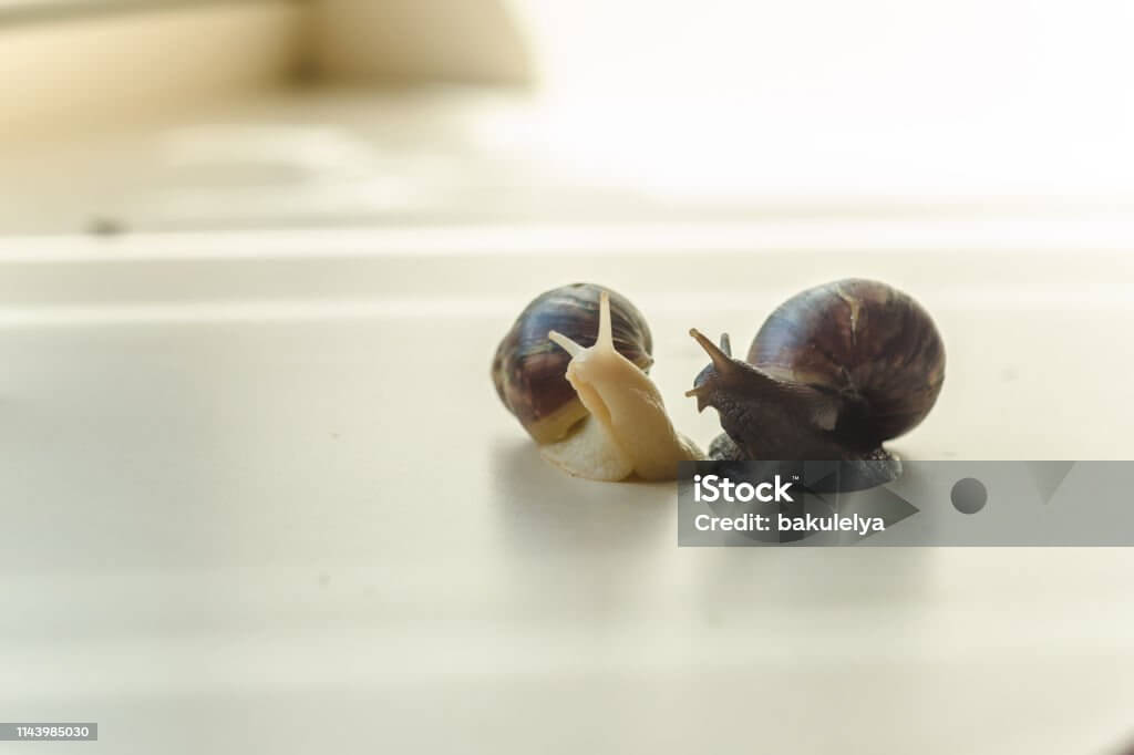 느리게 사는 삶이 주는 행복