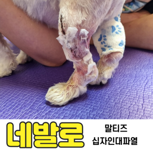 강아지 십자인대 파열: 원인, 증상, 진단, 치료