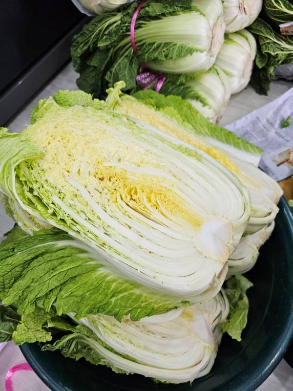 김장배추 2