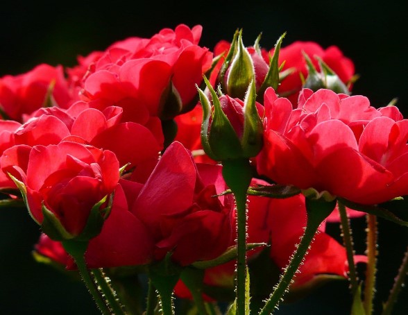  2025년 고양국제꽃박람회 일정 + 입장권 사전예매 방법 총정리 