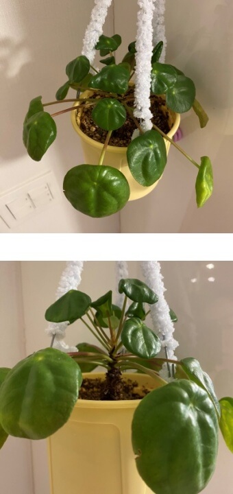 필레아페페 근황