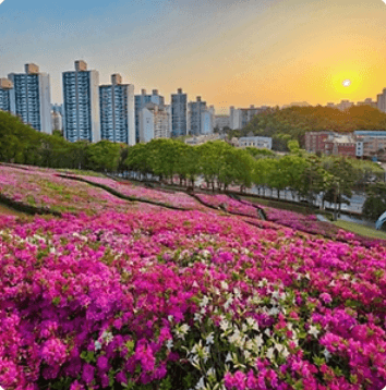 군포 철쭉 FESTIVAL