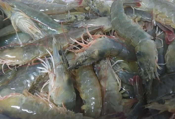 담남항대하축제_활새우