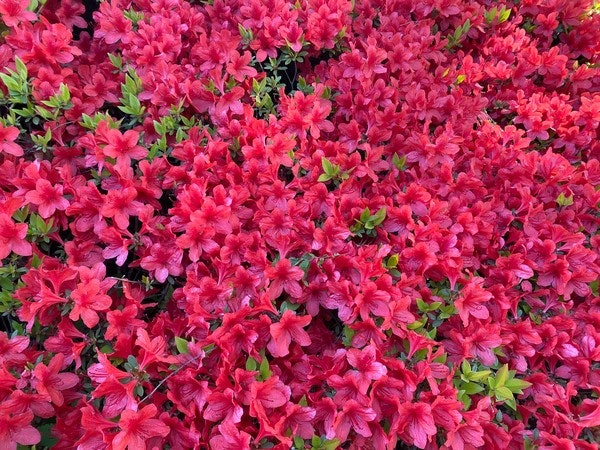 자연휴양림에 핀 연산홍 관련 사진