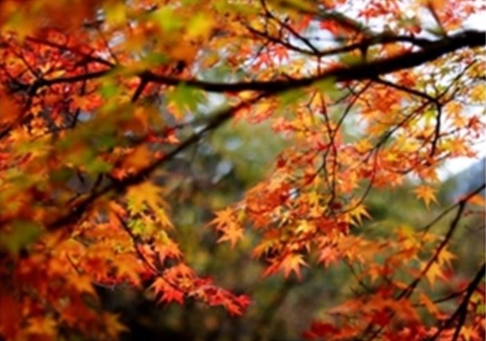 내장산 케이블카 요금 및 예약방법