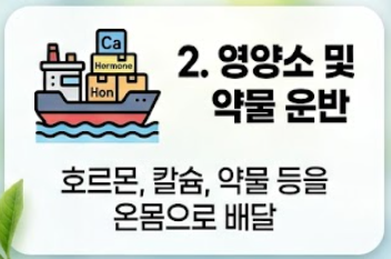 알부민 효능