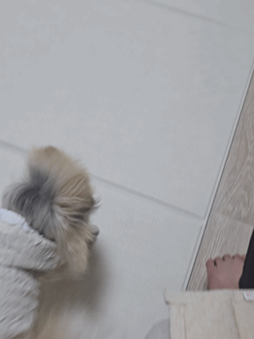 옷을 입고 빙글빙글 도는 강아지