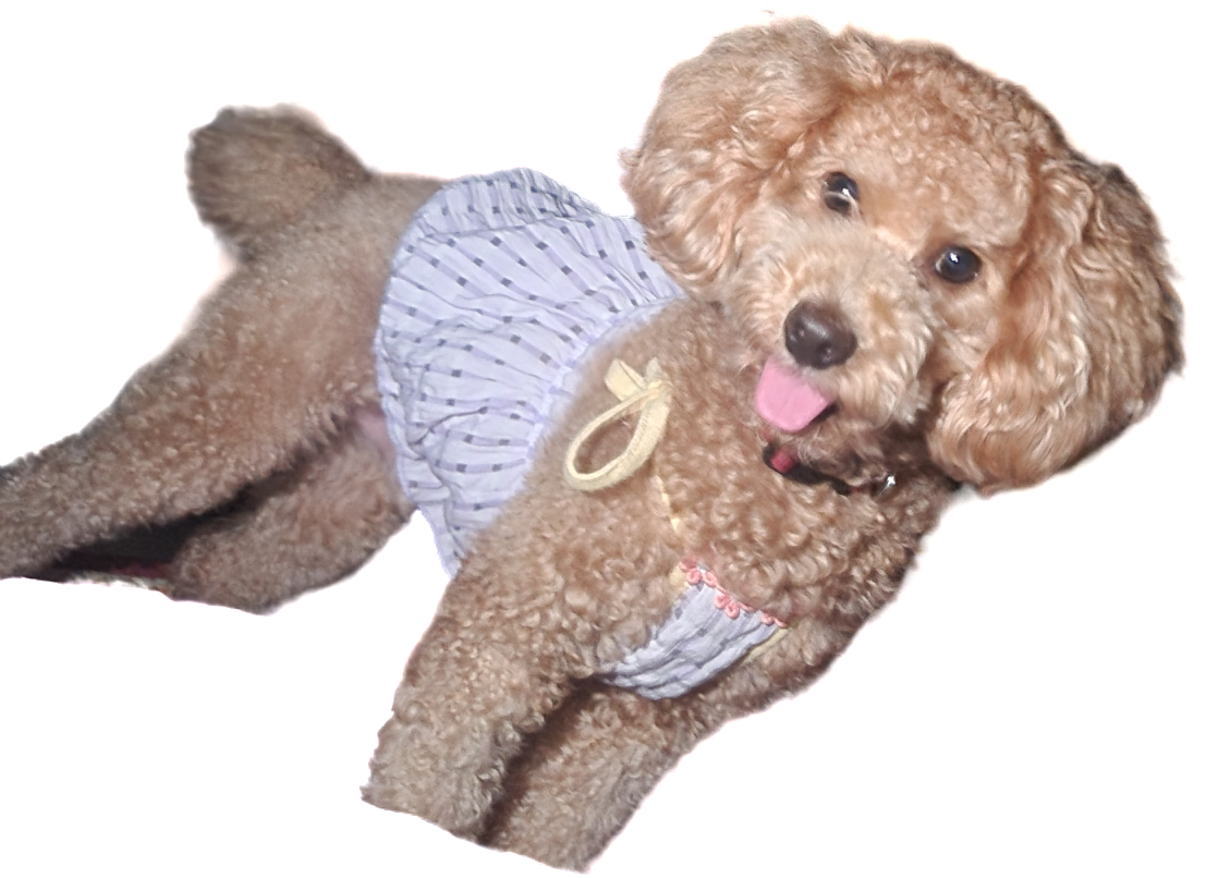 강아지 동반숙소