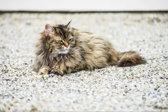 노령 고양이 필수 관리법 4가지 건강 지키기_4