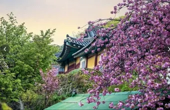 서산 개심사 청벚꽃 개화시기 명소_12