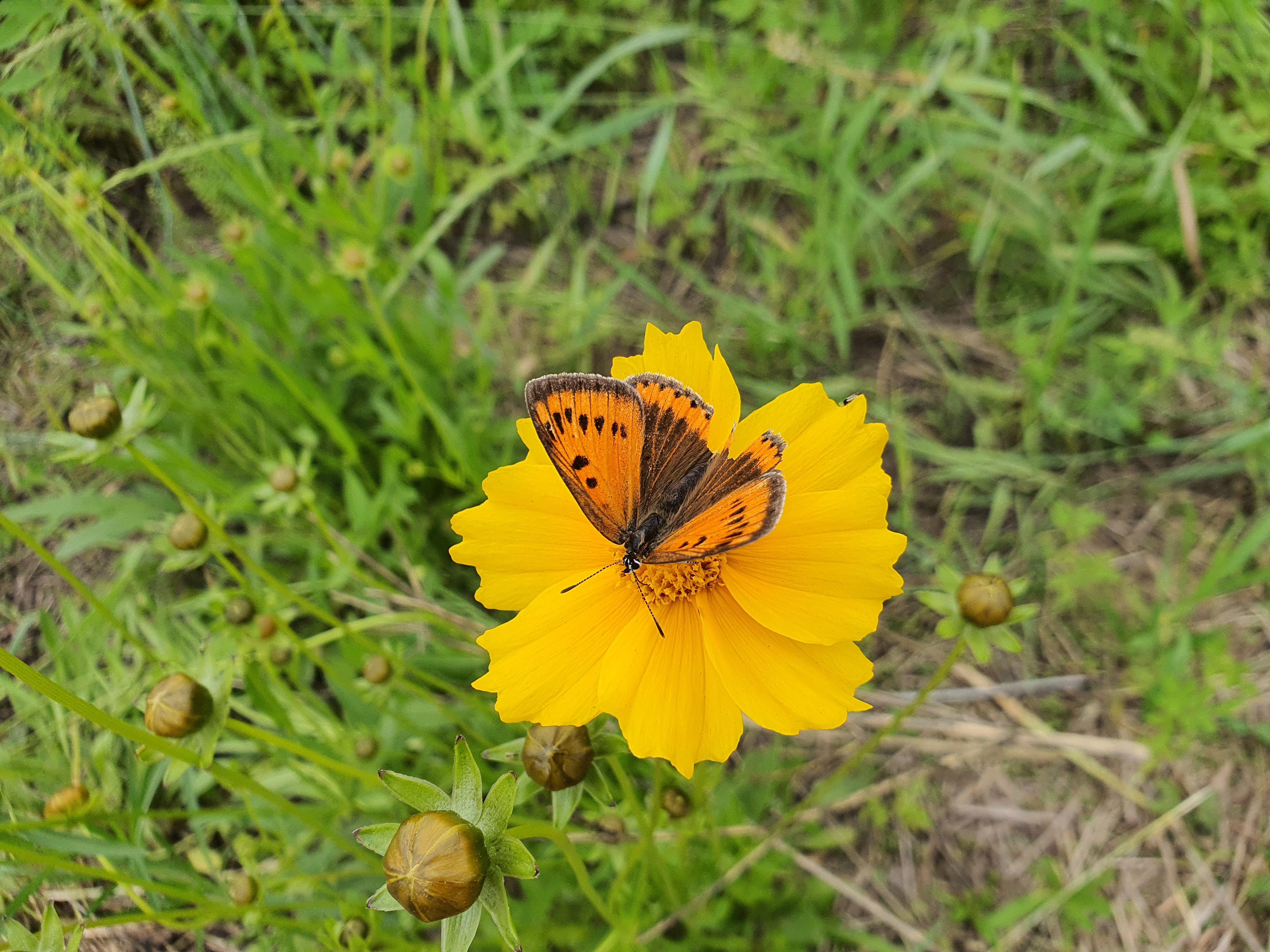 노란 꽃 위에 않아 있는 나비