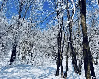 선자령 실시간 cctv&amp;#44; 날씨_12