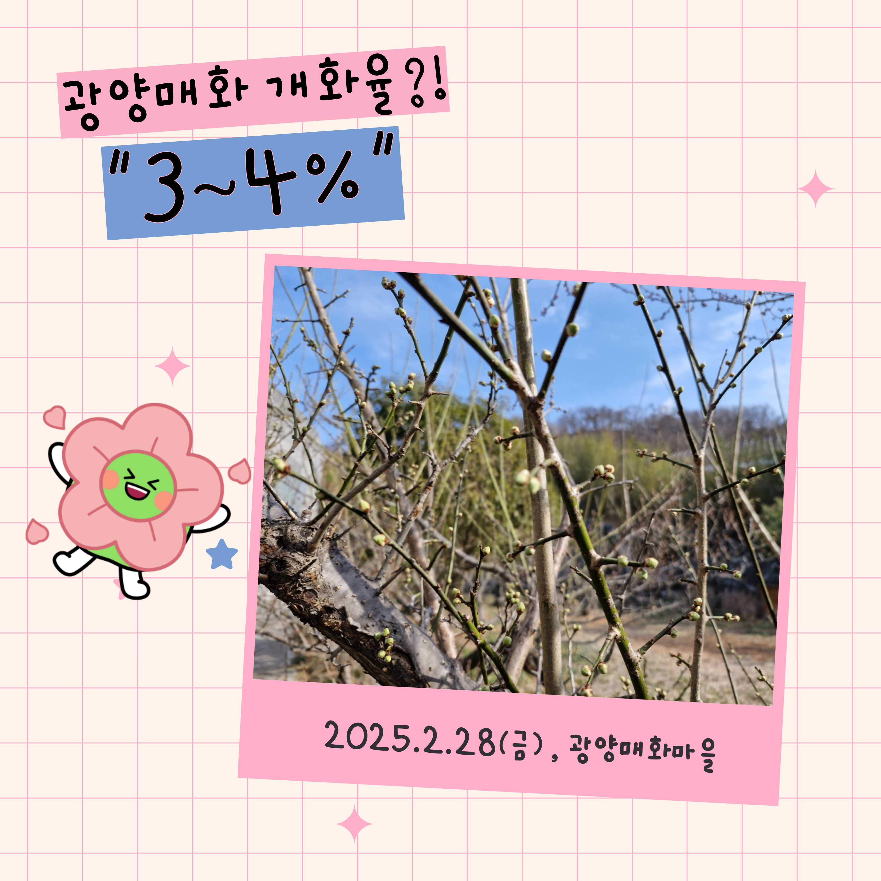 광양 매화축제기간 주차장 개화상황 2025년