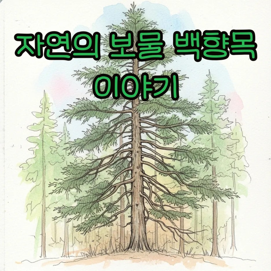 푸른 숲속에 우뚝 솟은 신비로운 백향목의 모습