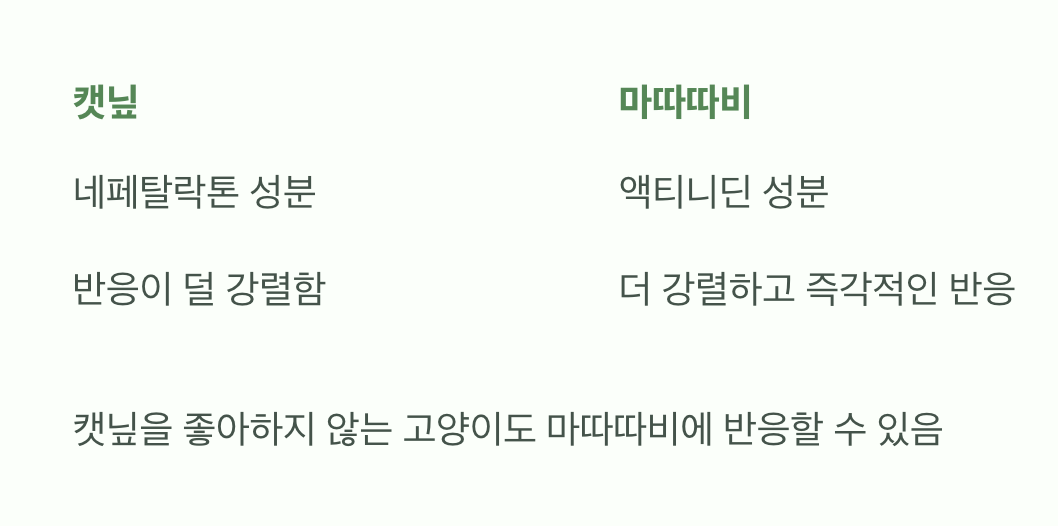 캣닢과는 다른 특별한 매력