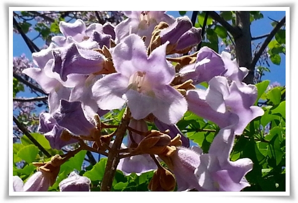 화초 &quot;5월 오동나무 꽃&quot; 봉황이 깃든 신비롭고 화려한 보랏빛 유혹!