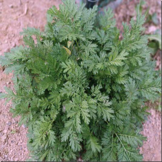 개똥쑥 효능 및 활성 성분 활용법과 주의점