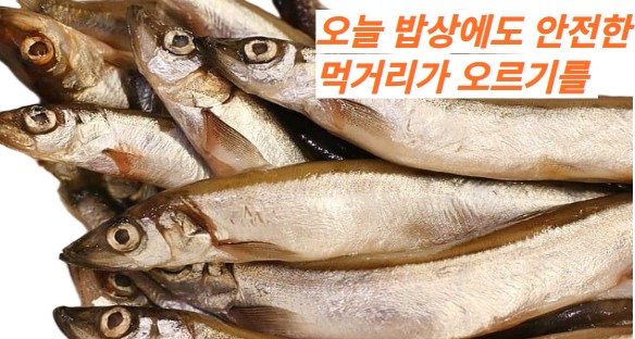 생선사진