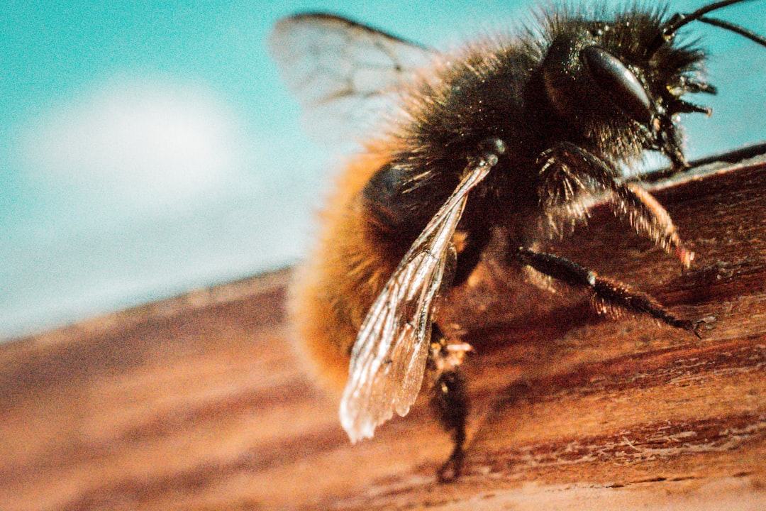 Bee.