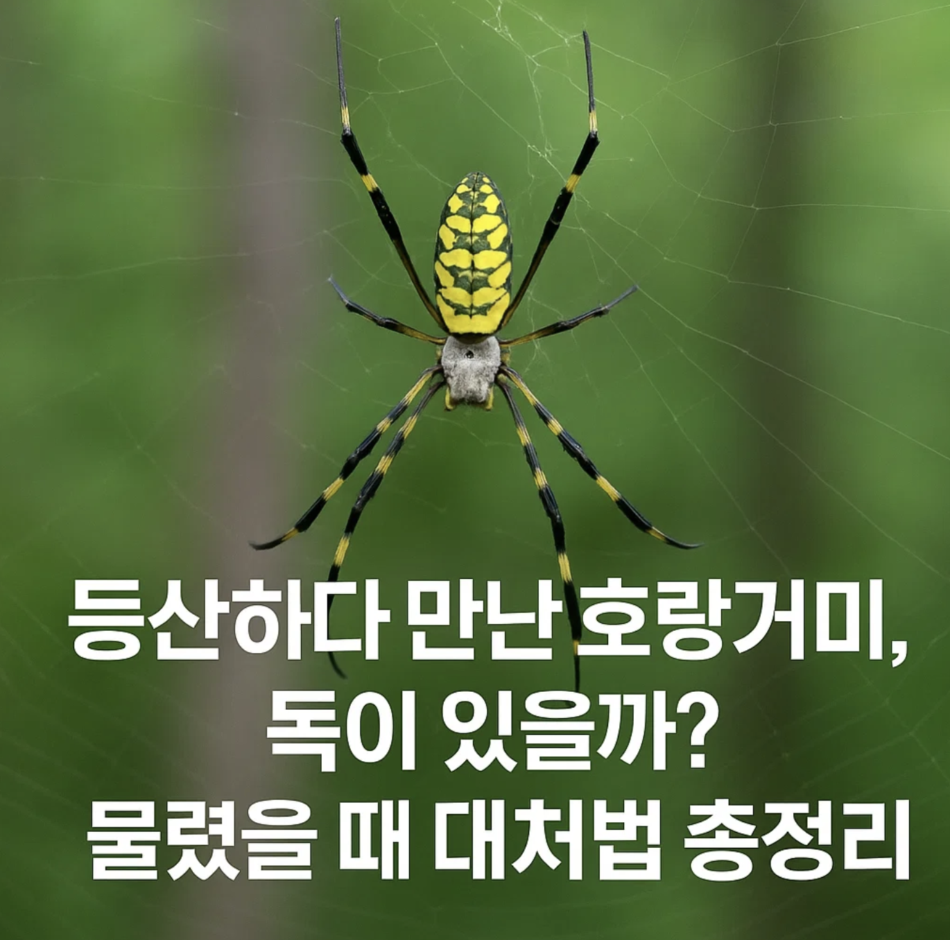 등산하다 만난 호랑거미, 독이 있을까? 물렸을 때 대처법 총정리