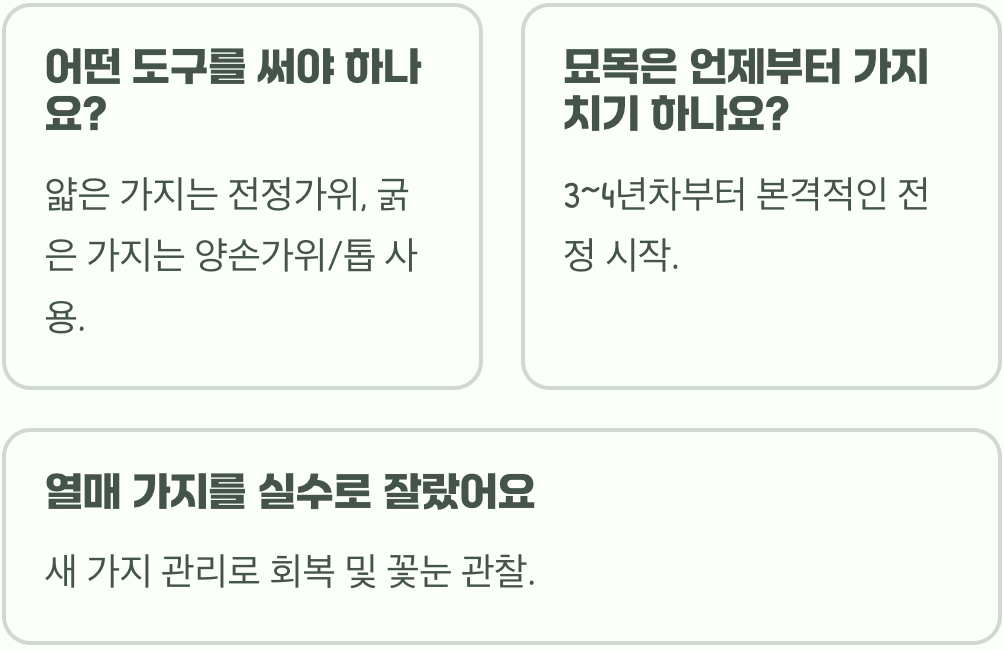 열매가 주렁주렁! 맛있는 배를 위한 배나무 가지치기 황금 시기와 비법