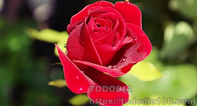 빨간장미- 꽃말- 뜻-역사-장미수-종류-연인-6