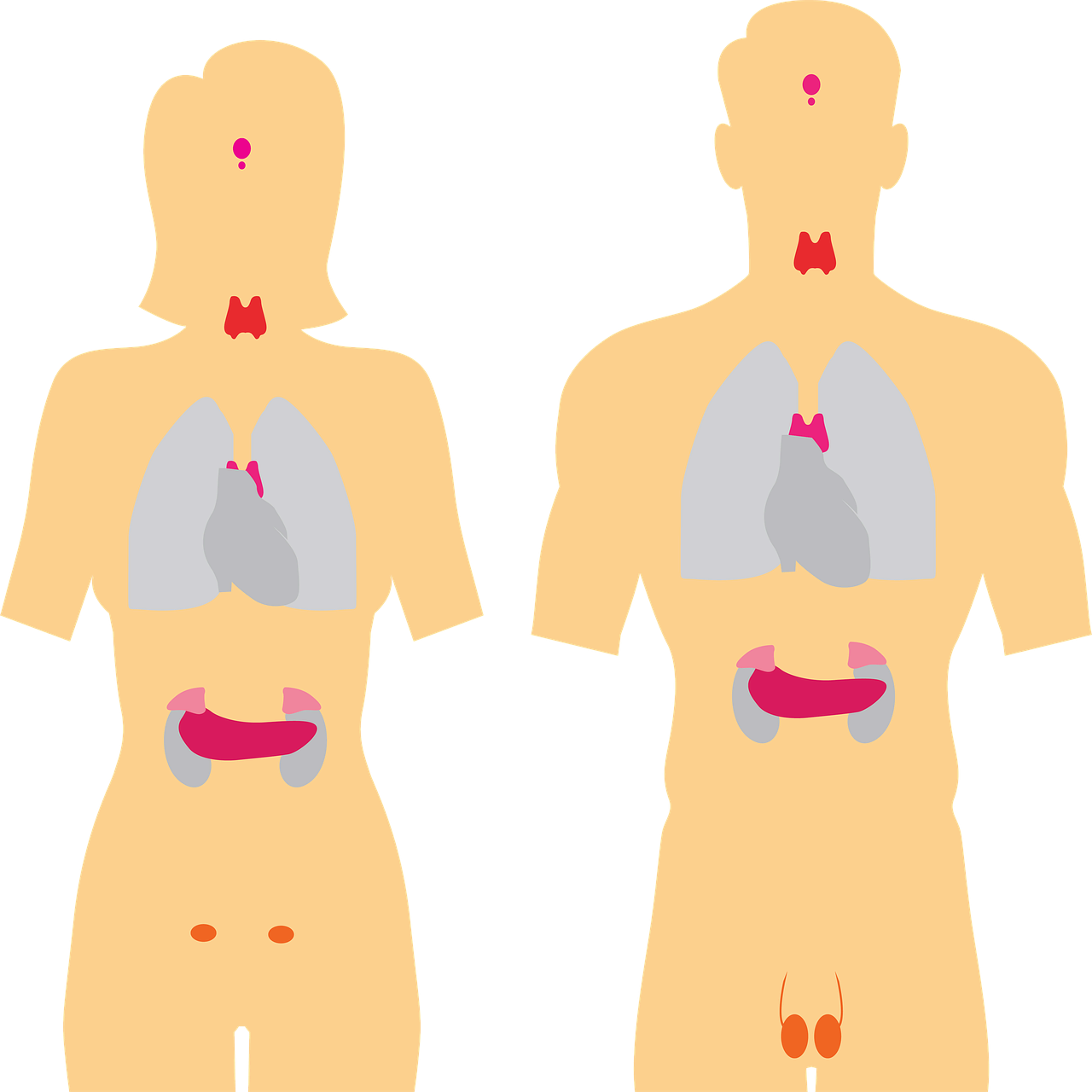 갑상샘 기능저하증