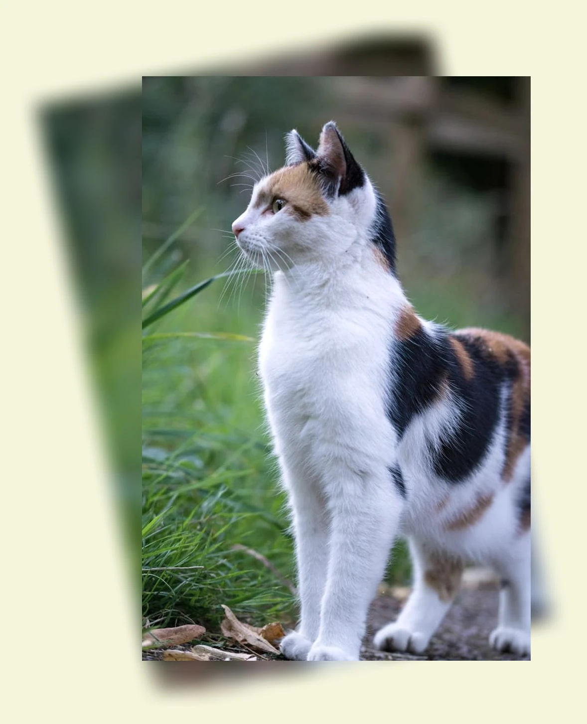 고양이 털빠짐 관리_2_subsection