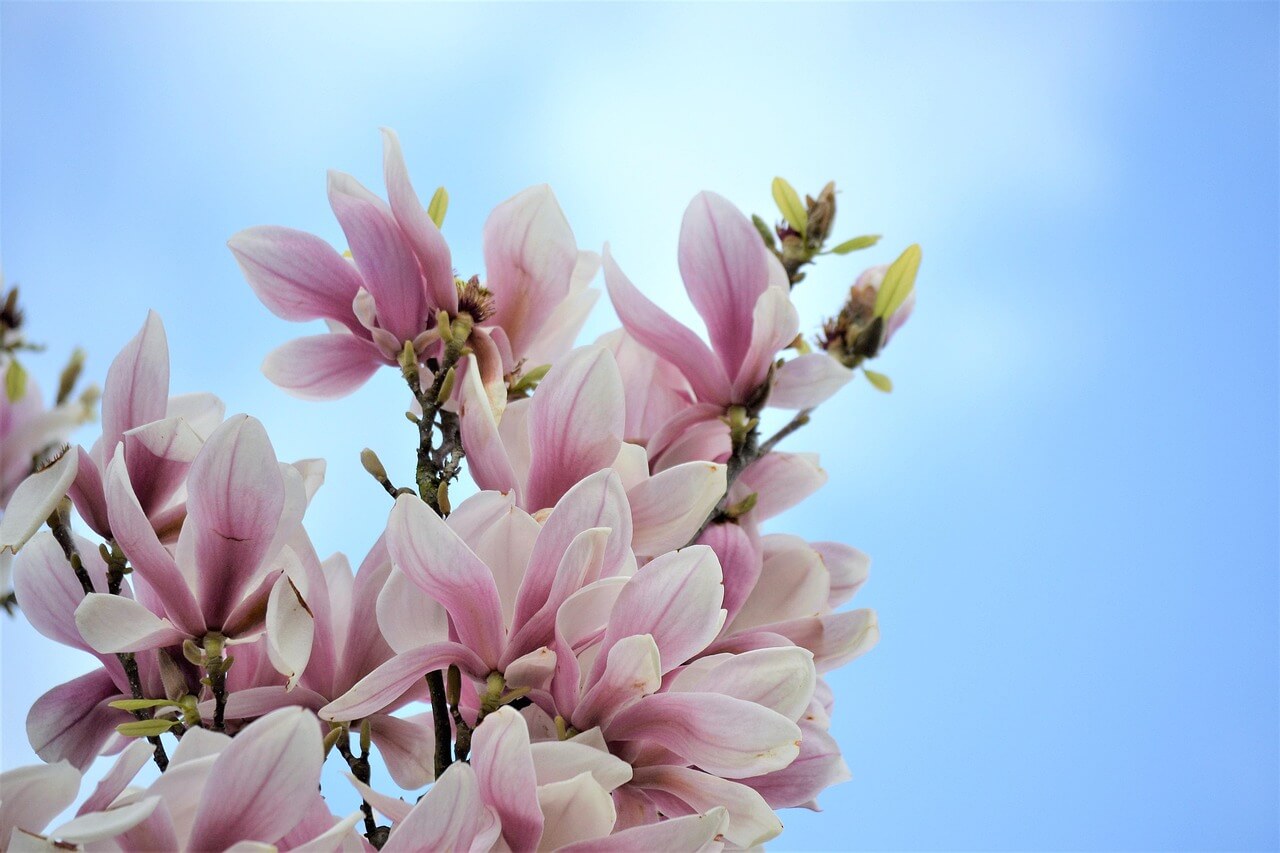 해미 벚꽃축제 일정