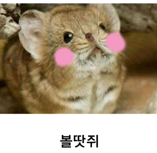땃쥐 짤