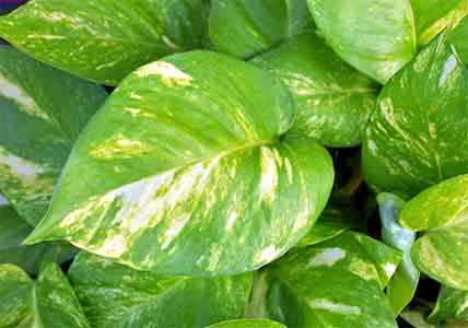 실내에서-키우기-쉬운-식물-스킨답서스