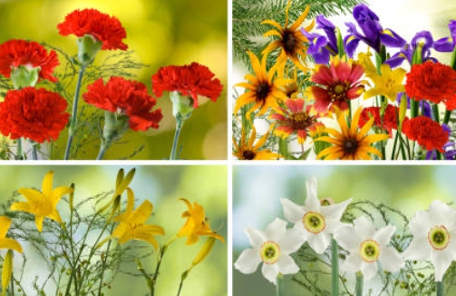 잘 모르고 넘어가는 계절별 꽃과 꽃말 소개