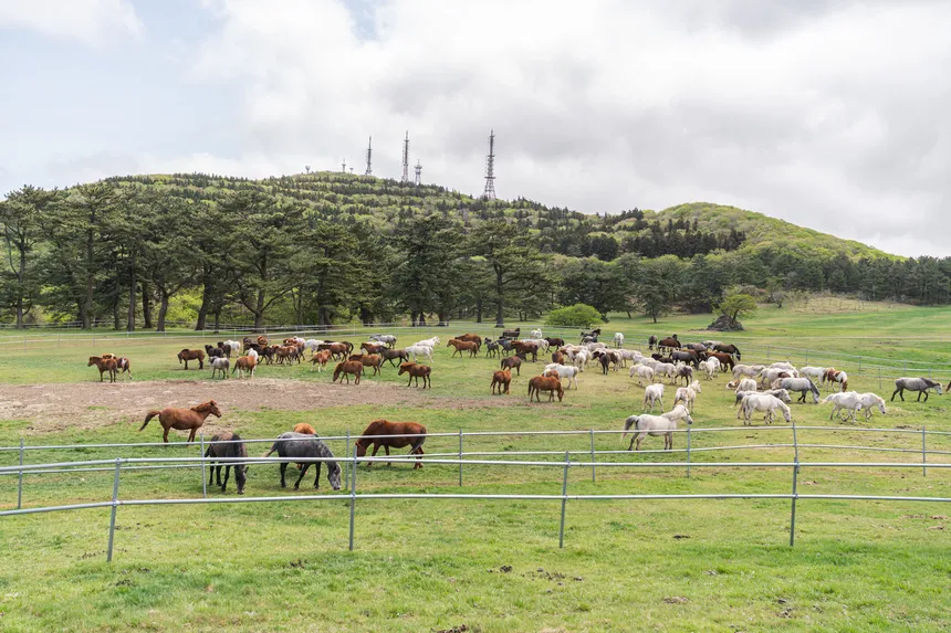 초원에서 말과 함께 즐긴 제주마입목문화축제의 따뜻한 하루