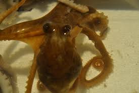 신안군 제 9회 섬낙지 축제 기본일정 및 프로그램 소개