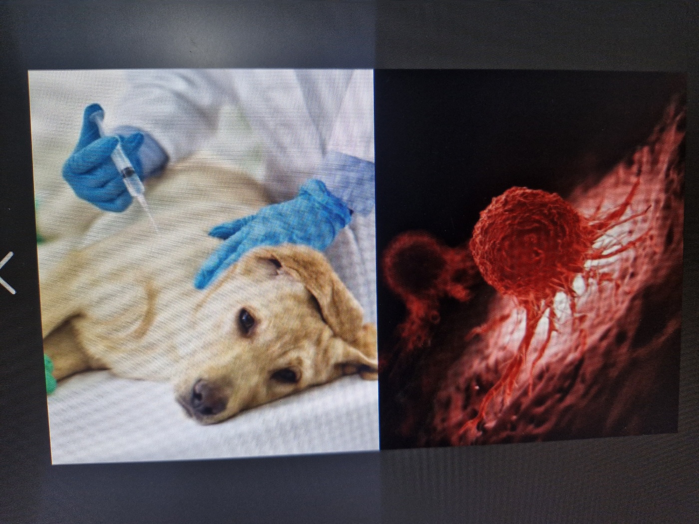 강아지 보험 가입 가능한 질병종류는?