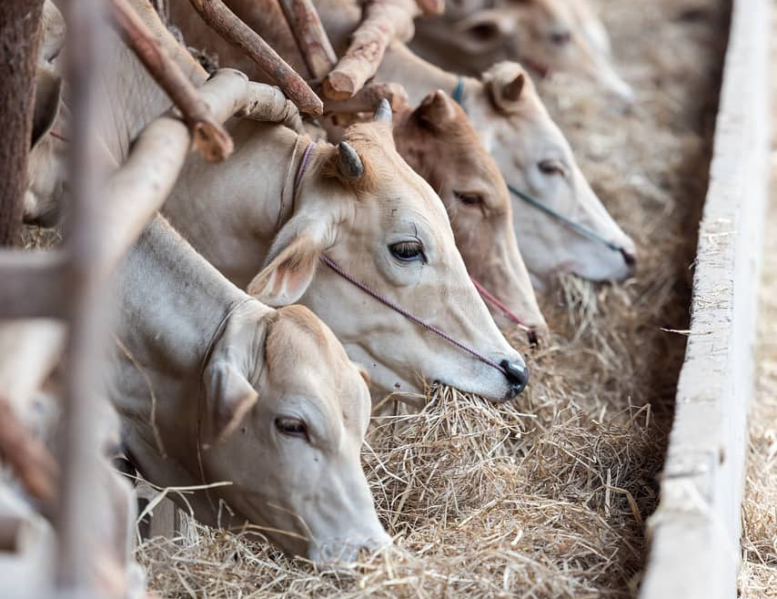한우 사육 방식과 친환경 한우 농장 (종류, 필요성, 특징, 개선 방안)