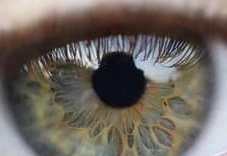 눈 영양제 구매 전 필수 정보 3가지, 루테인만 먹으면 안 되는 이유