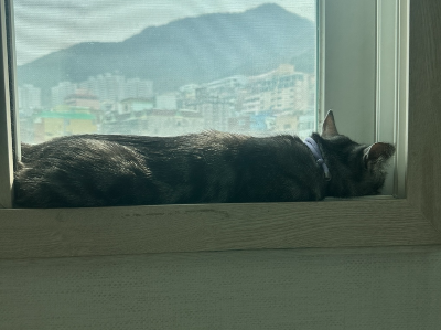 창틀에 엎드려 누워 무기력하게 쉬고 있는 회색 고양이, 고양이 외로움 신호