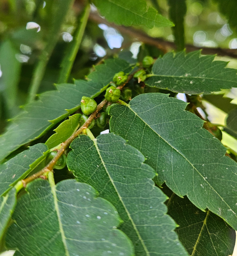 느티나무 열매2