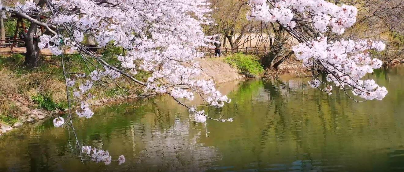 진해 군항제 축제 정보