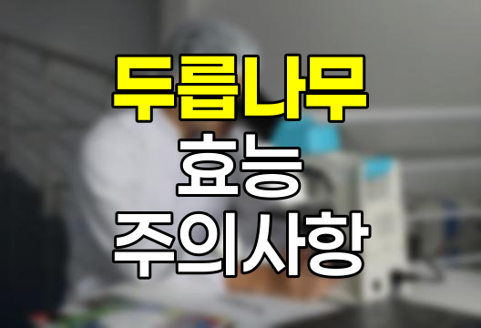 두릅나무 효능 및 복용 시 주의사항 상세 정리