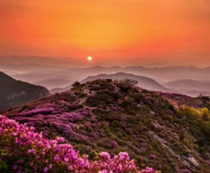 2025 합천 황매산 철쭉제 일정 총정리 및 철쭉 개화현황