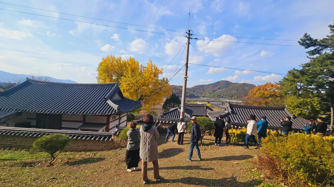 밀양 금시당 은행나무