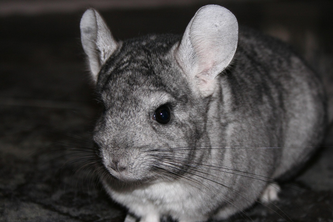 친칠라
