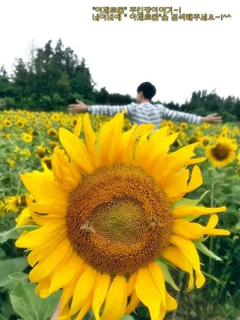 해바라기길 산책 시간 그늘 벤치 위치 휴식 포인트_5