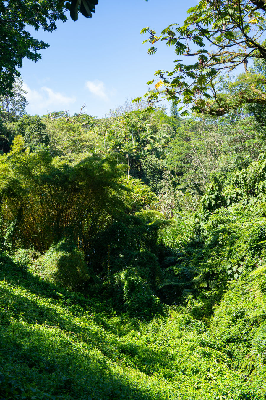 아카카 폭포 열대우림