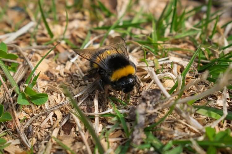 풀사이에-있는-호박벌-한머리