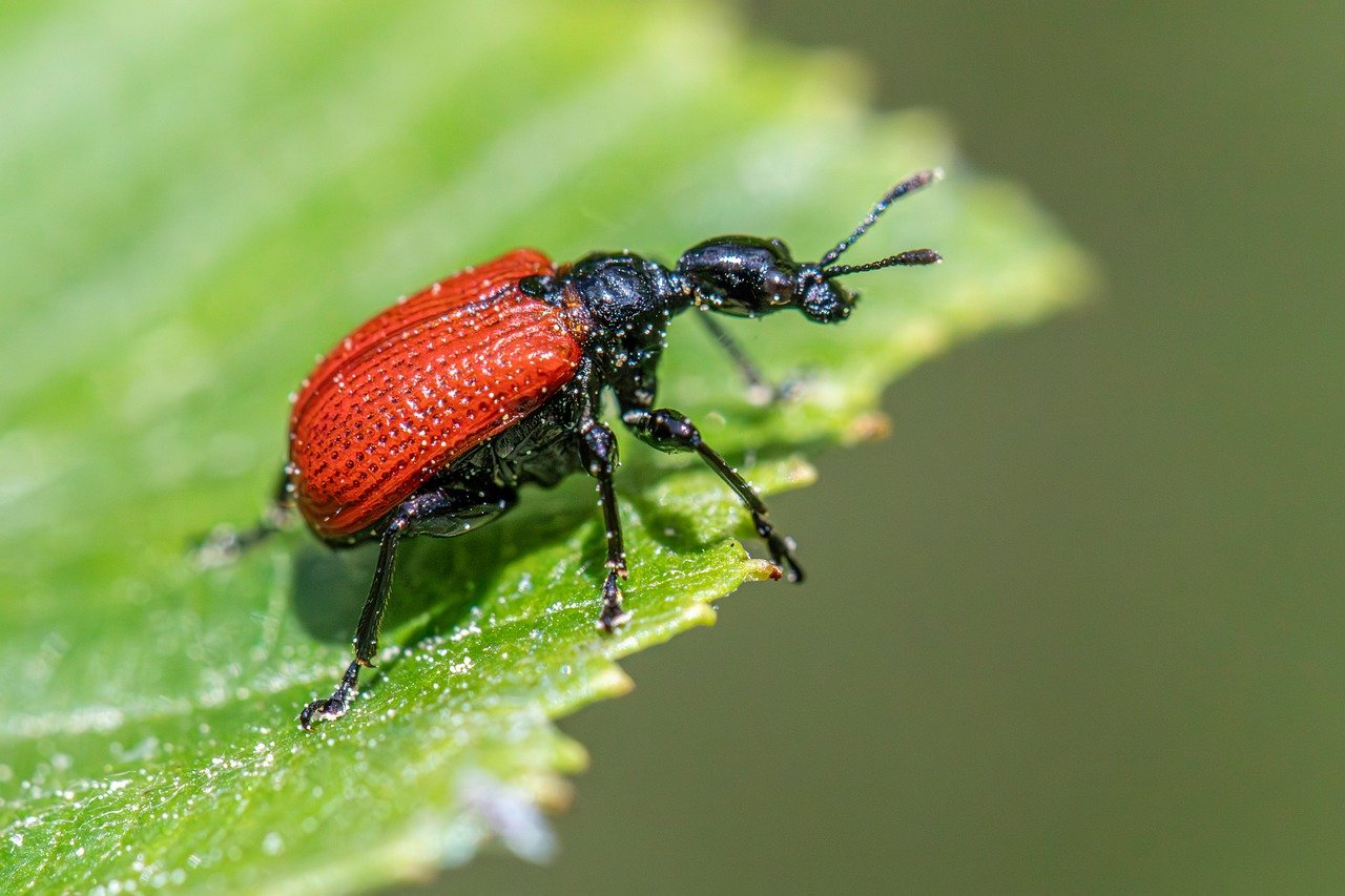 곤충 서식지 ‘마이크로버블’(벽면·도로 틈새) 설치법과 시민 참여 매뉴얼