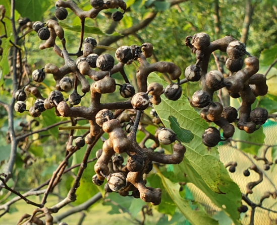 숙취해소에 좋은 헛개나무 열매 사진입니다.